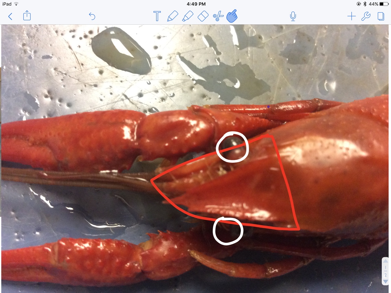 Cervical Groove Crayfish