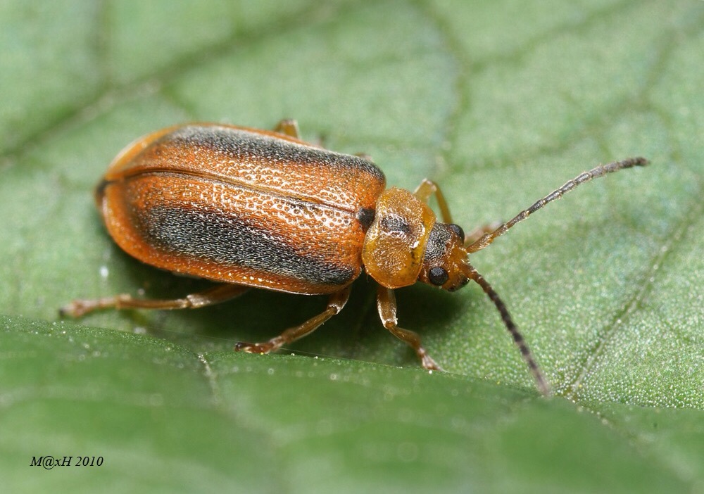 Galerucella calmariensis Alchetron, the free social encyclopedia