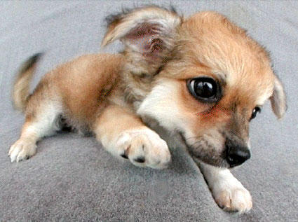 ×ª××× × ×§×©××¨×