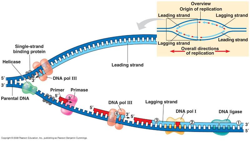 dna replication