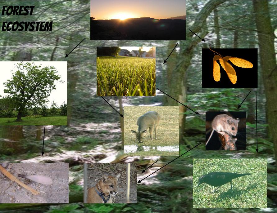 Forest Ecosystem