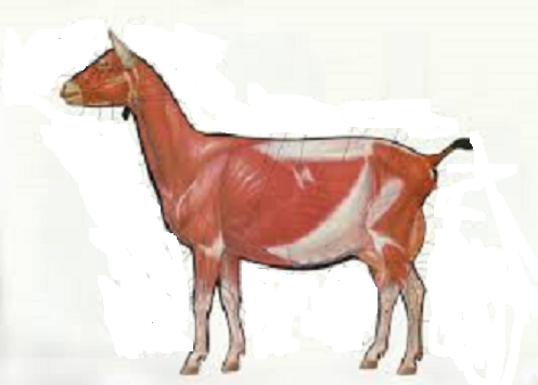 Goats Muscular System