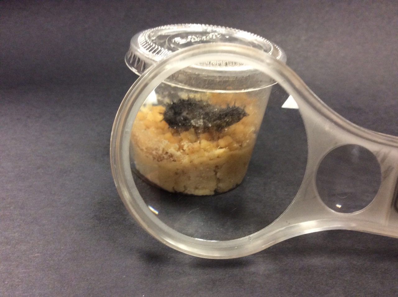 The painted lady caterpillar body parts