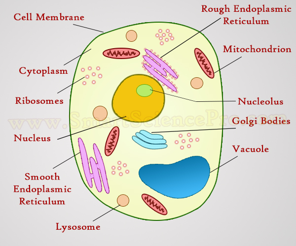 the animal cell
