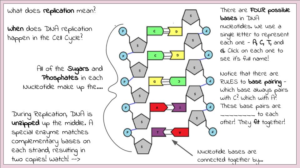 dna replication