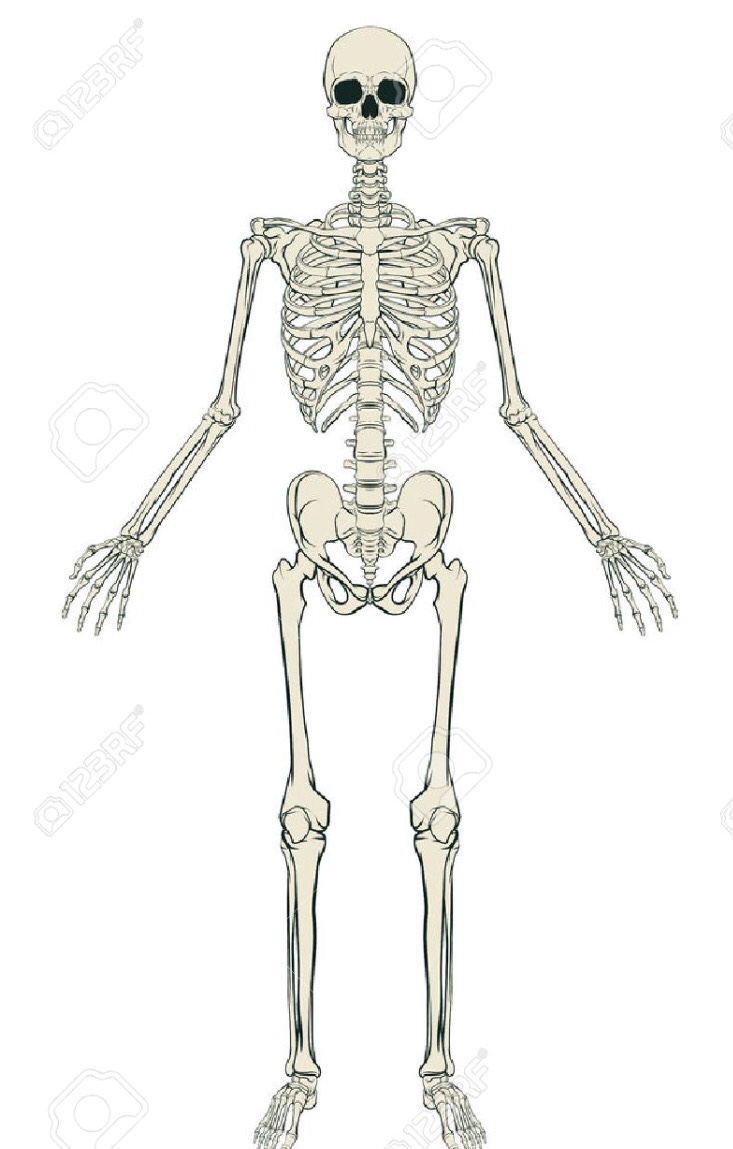 Esqueleto De Ingles