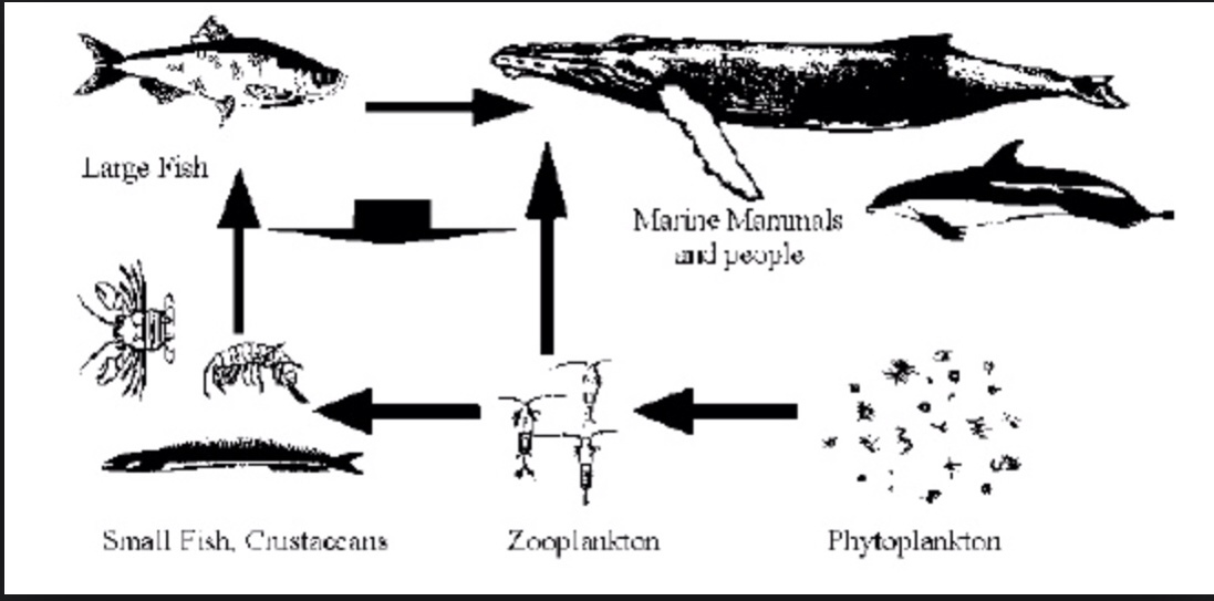 role of blue whale in food chain best chain 2018 role of blue whale in food chain best chain 2018