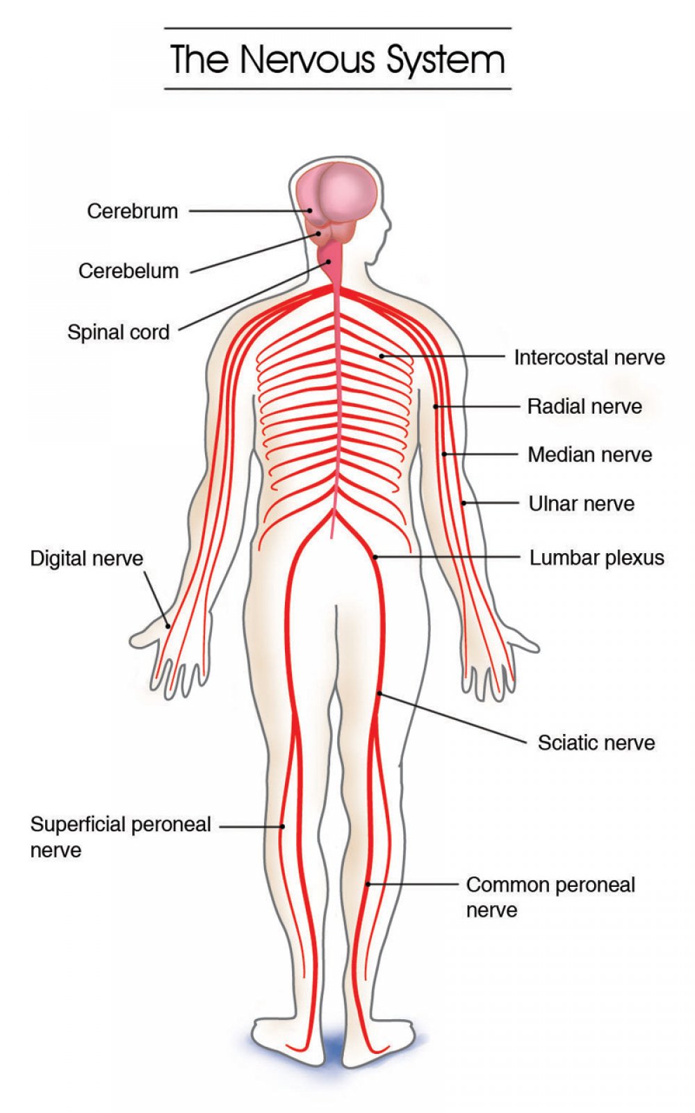 31 Label The Nervous System Labels Design Ideas 2020