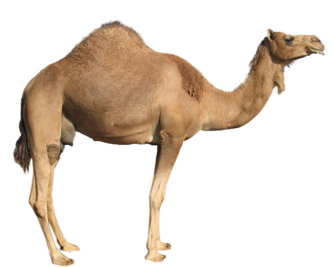 camel body parts functions