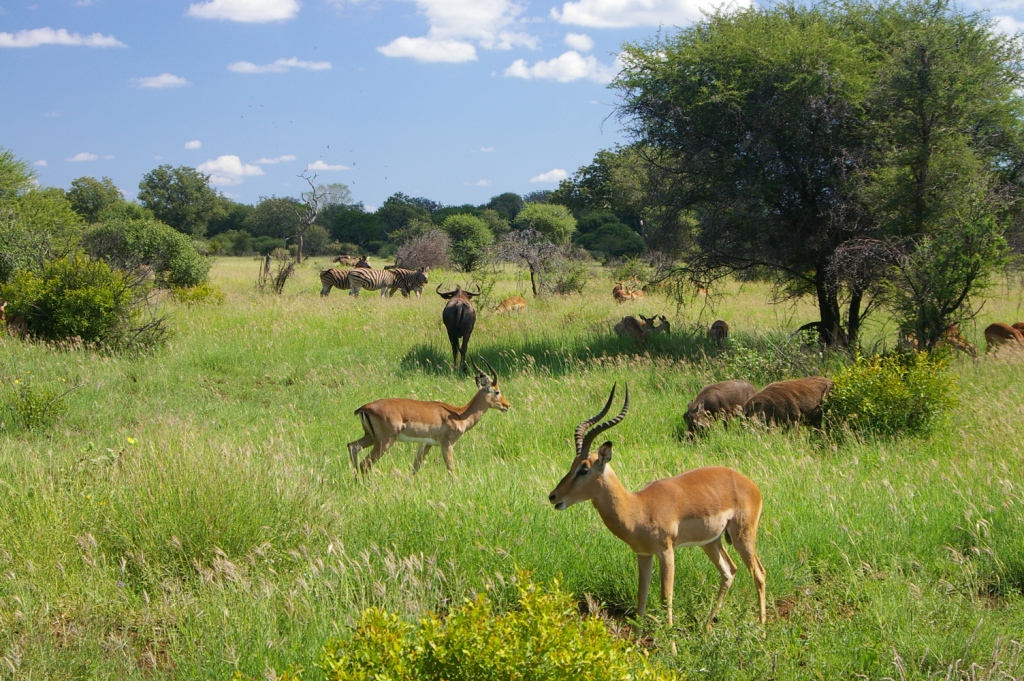 grassland ecosystem