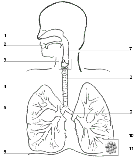 Respiratory System Diagram