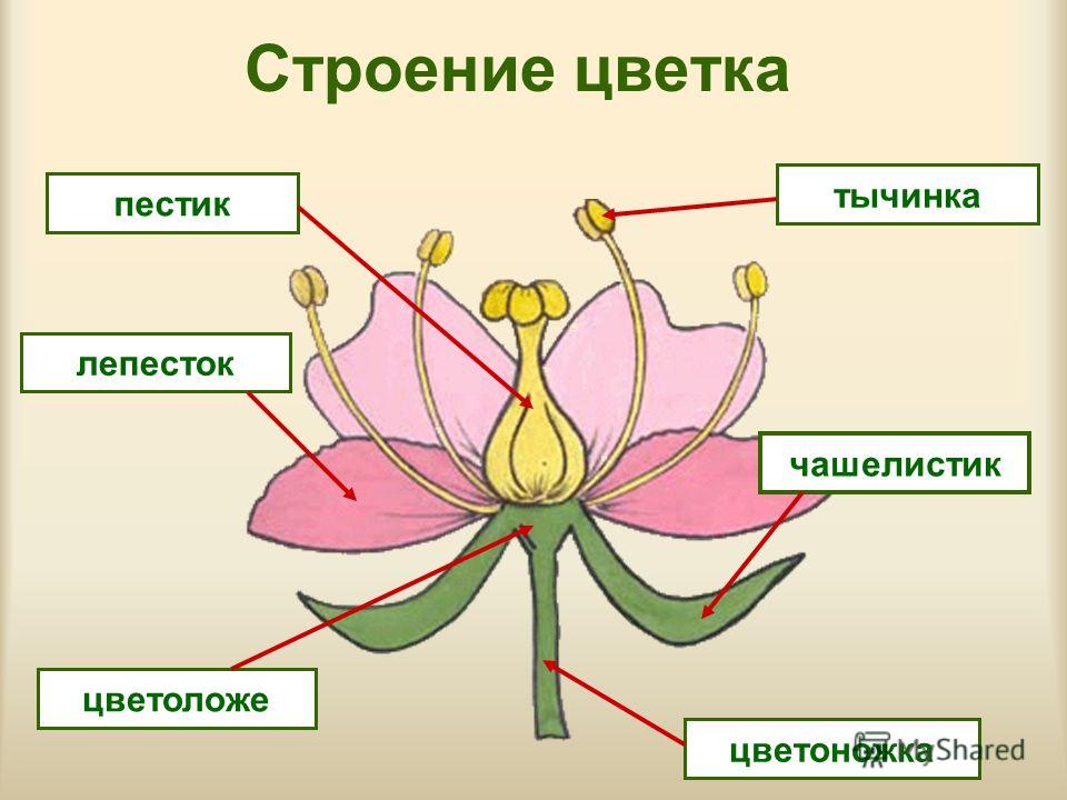 Стрептокарпусы уход в домашних условиях, размножение, болезни Цветок Википедия