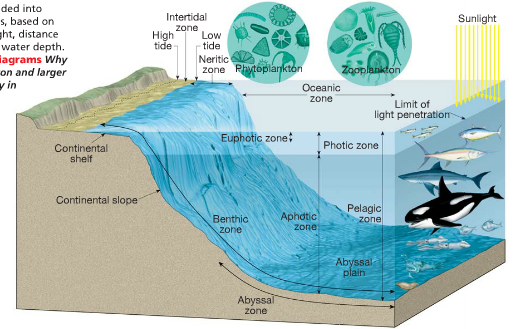 The Three Zones That The Ocean Is Split Into For Marine Life