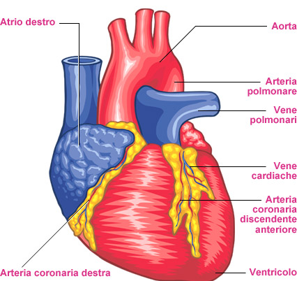 arterie e vene del corpo umano