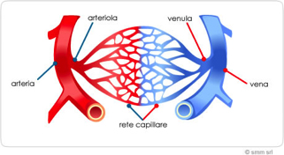 vene o arterie